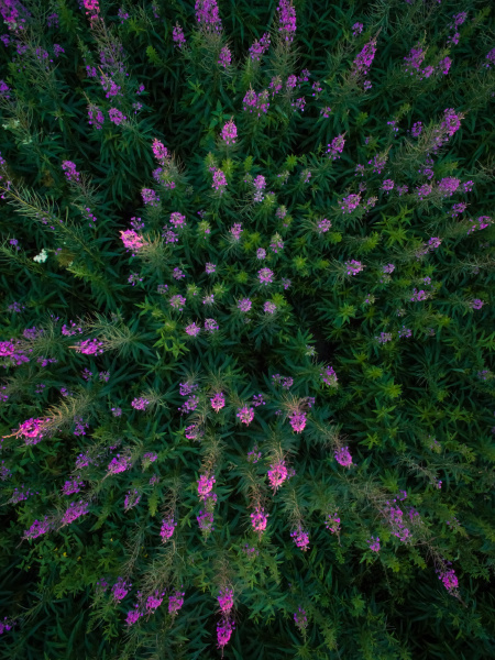 aerial view of fireweed flowers