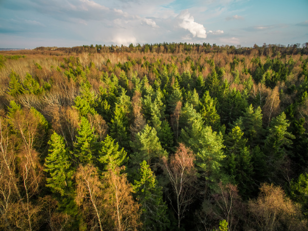 aerial view of a forest during