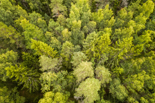 aerial view of nordic pines forest