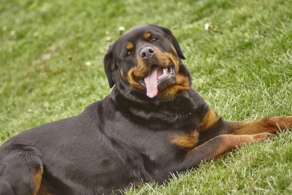 rottweiler dog plays at the park