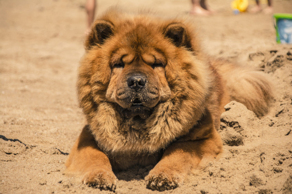 akita dog with orange fur