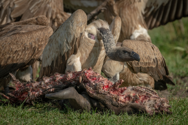 close up of white backed vulture