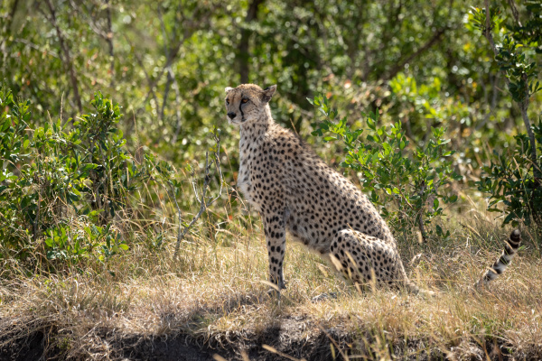 female cheetah sits in profile on