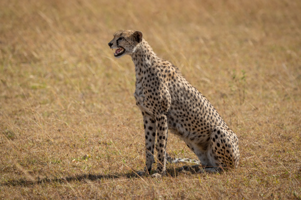 female cheetah sits on grass calling