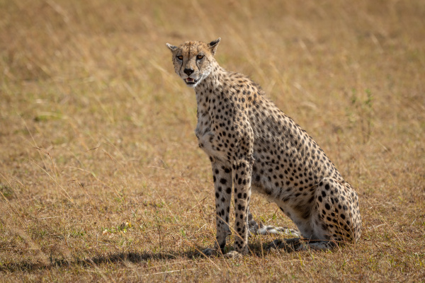 female cheetah sits on grassland turning