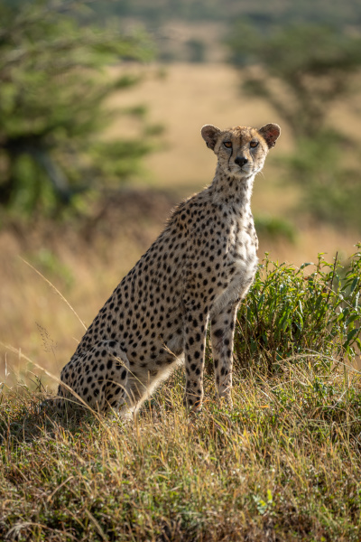 female cheetah sits in grass watching