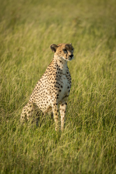 female cheetah sits in grass in