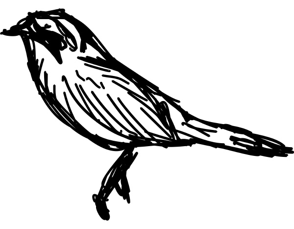 bird sketch illustration vector