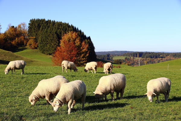 a herd of sheep in autumn
