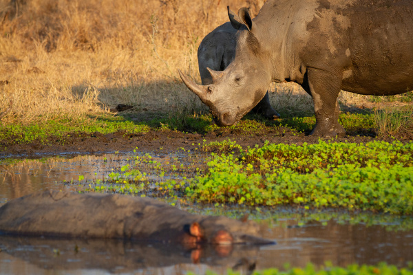 a white rhino and its calf