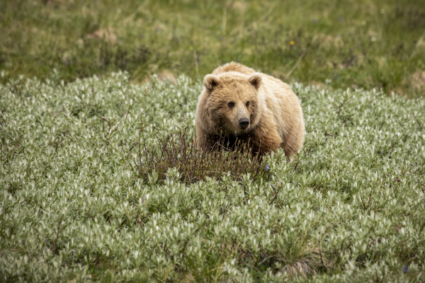 immature light coloured grizzly bear