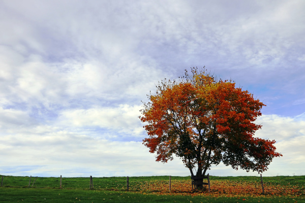 a deciduous tree with colourful leaves
