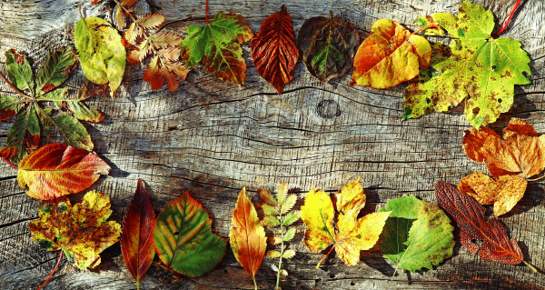 a circle of colourful autumn leaves