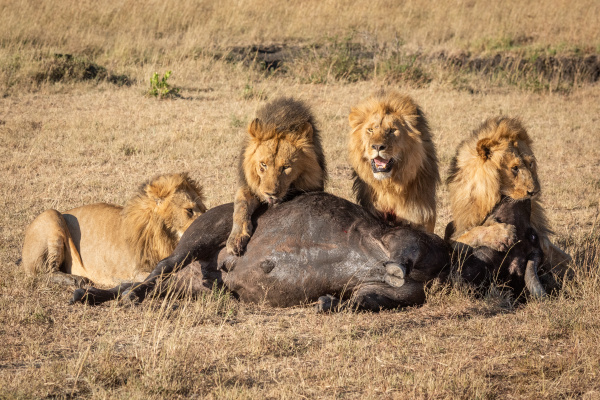 four male lion feeding on buffalo