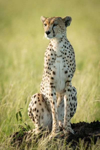female cheetah sits staring on termite