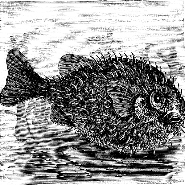 Long-spine Porcupine Fish or Spiny Balloon Fish or - Royalty free photo ...