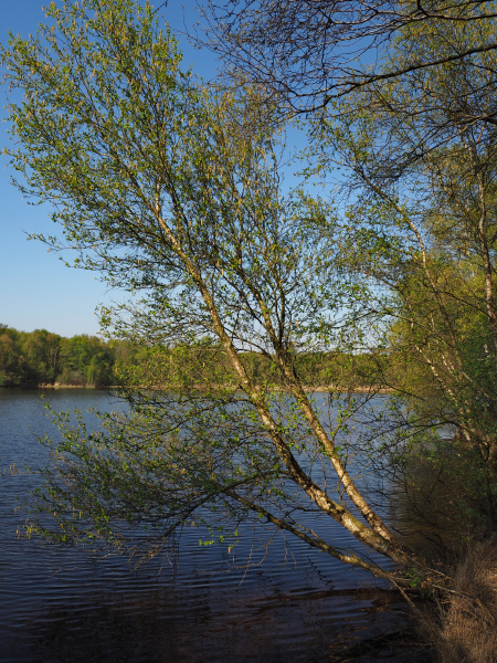 lake moor birch