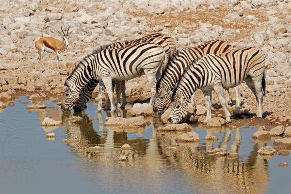 plains zebras drinking water