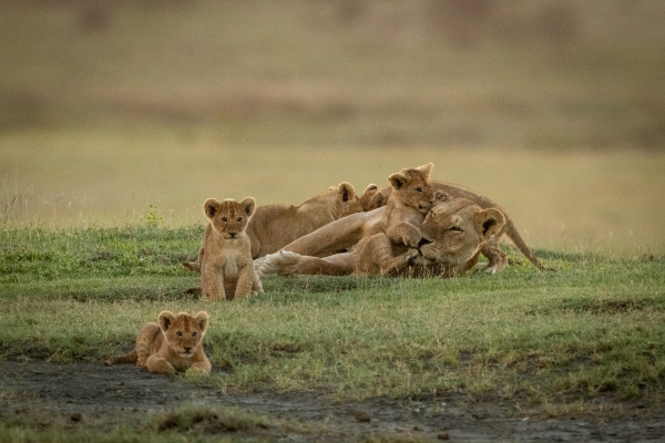 lioness lies covered in cubs on