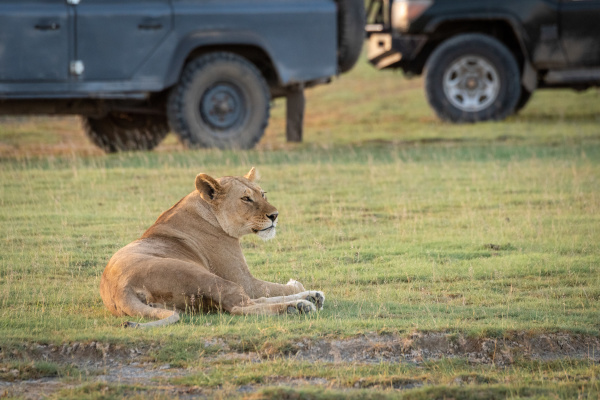 lioness lies on grass near jeeps