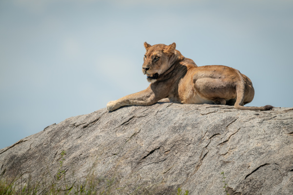 lioness lies on rock against blue