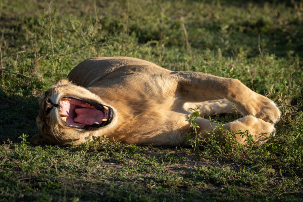 lioness lies yawning widely on short