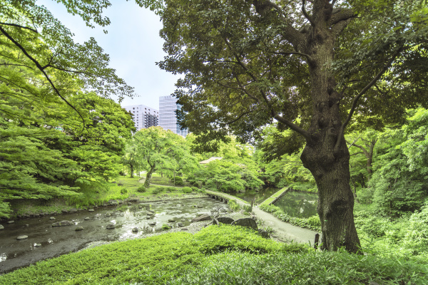 landscape of the koishikawa korakuen garden