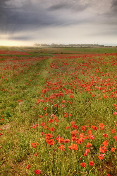 vast red poppy fields at dawn