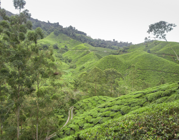 tea plantation in malaysia