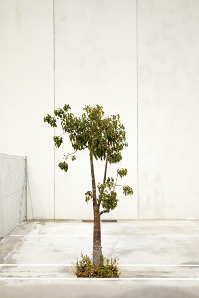single tree on an industrial site