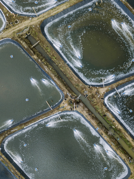 aerial view of shrimp farm