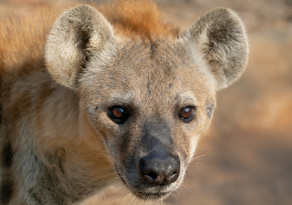 spotted hyena head close up