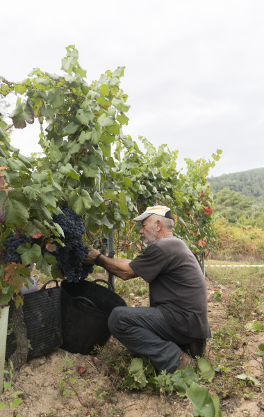 man harvesting blue grapes in vineyard