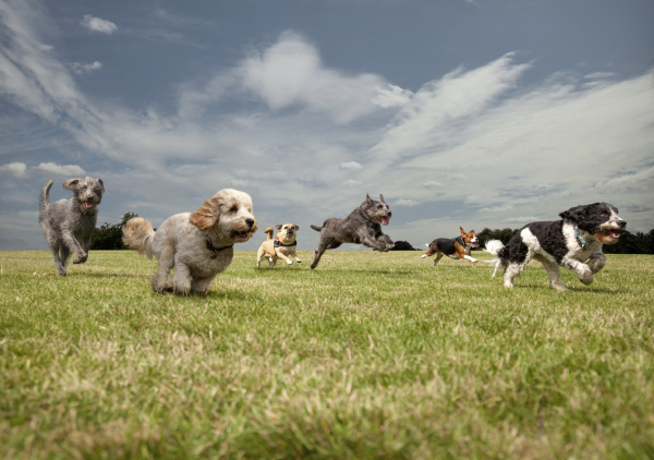 dogs chasing each other in a