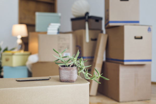 potted plant on cardboard box in
