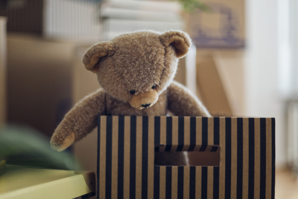 teddy bear inside cardboard box in