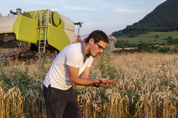 organic farmer checking harvestability