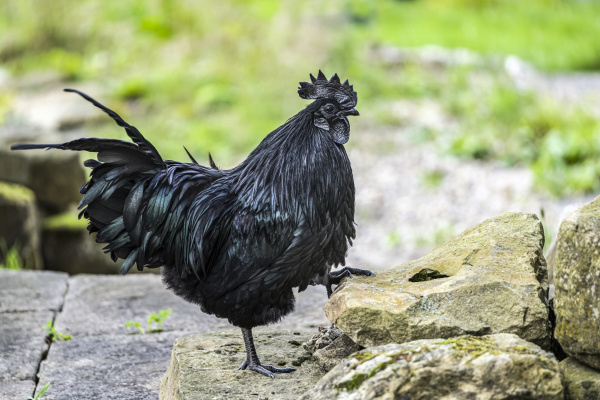 black cockerel ayam cemani
