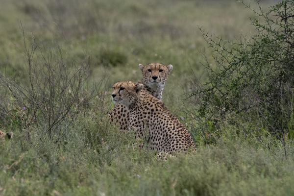 two cheetah acynonix jubatus