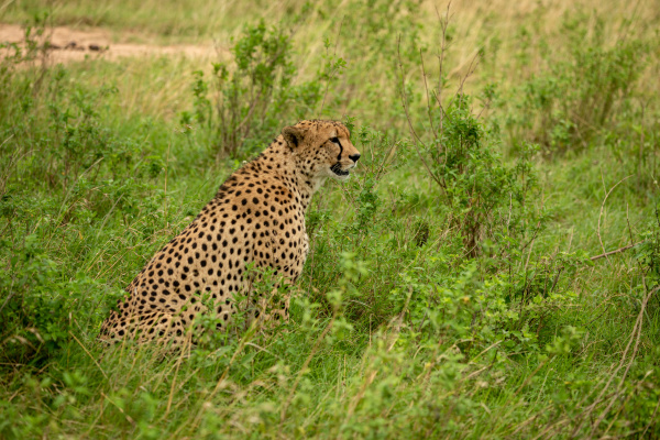 male cheetah sits among bushes in