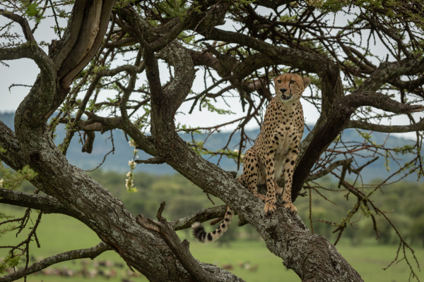 male cheetah sits in acacia looking