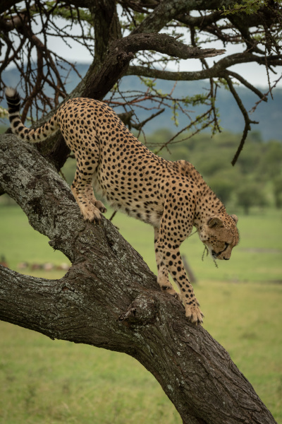 male cheetah climbs down trunk of