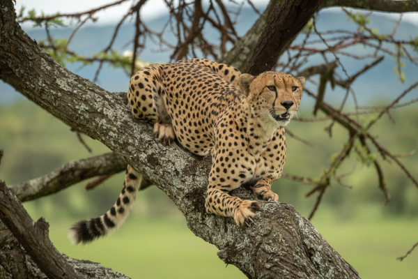 male cheetah lies in tree looking