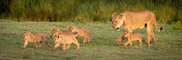 lioness walks over grass with five