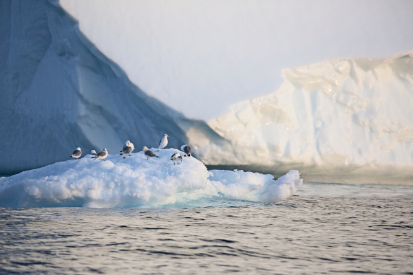 birds on melting polar ice atlantic