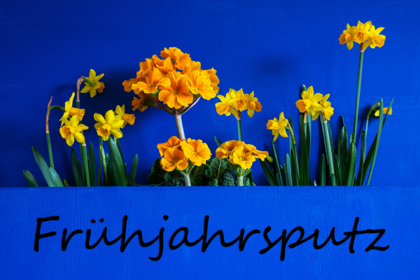 spring flowers narcissus text