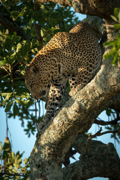 male leopard climbs down from leafy