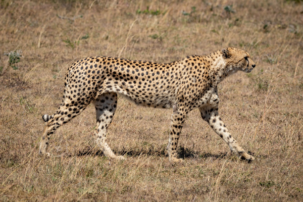 male cheetah walks out of dirt
