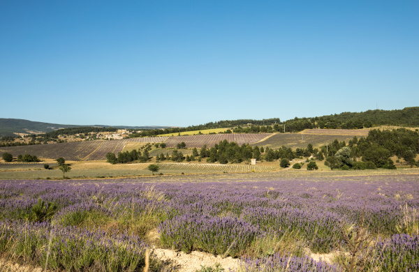 lavender field near sault in provence