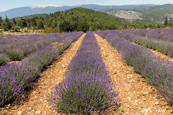 lavender field near sault in provence
